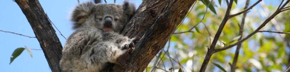Koala in tree photo by Dave Gallan