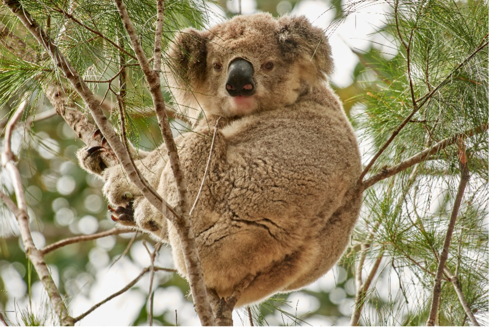 A local koala - photographer: Dave Gallan